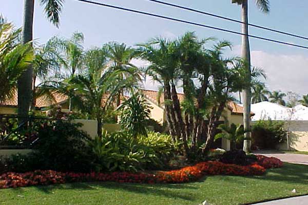 landscape palm