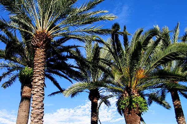 palms